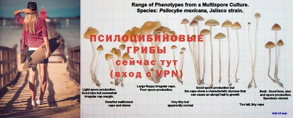 дурь Богданович